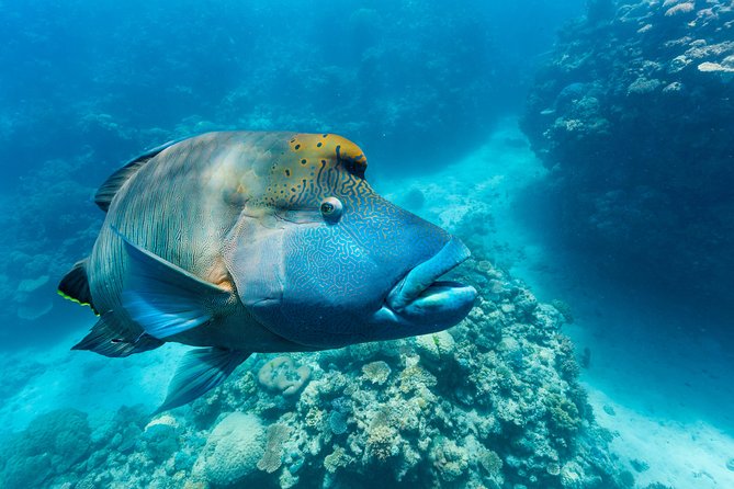 Great Barrier Reef Snorkeling and Diving Cruise from Cairns - Evolution makes a difference on a long day