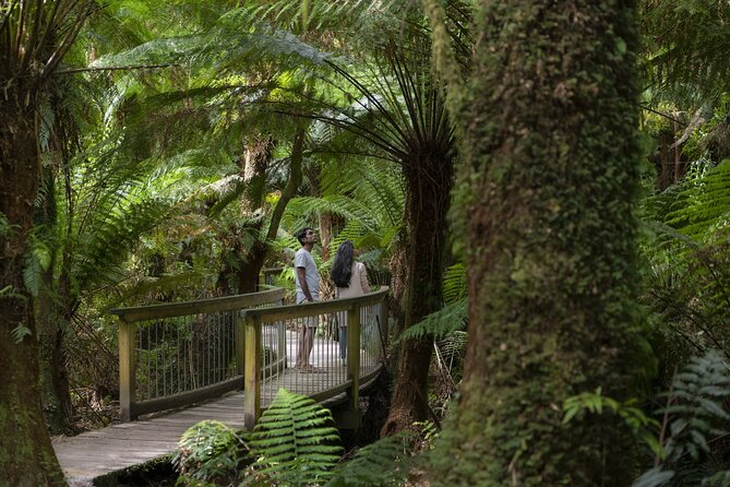 Great Ocean Road, 12 Apostles, Loch Ard Gorge & lunch - Melbourne - Wildlife in the eucalyptus forest