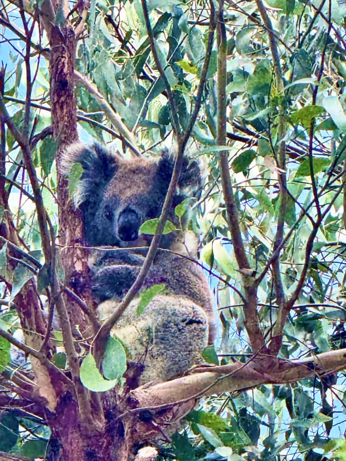 Great Ocean Road 12 Apostles London Bridge Koala Kangaroo - Loch Ard Gorge brings the stories to life