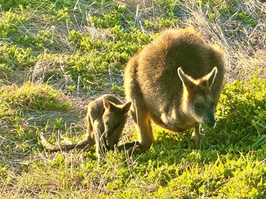 Great Ocean Road 12 Apostles London Bridge Koala Kangaroo - Apollo Bay gives you a needed pause