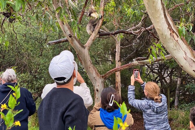 Great Ocean Road Full-Day Sunset Eco Tour from Melbourne - Finding koalas at Kennett River