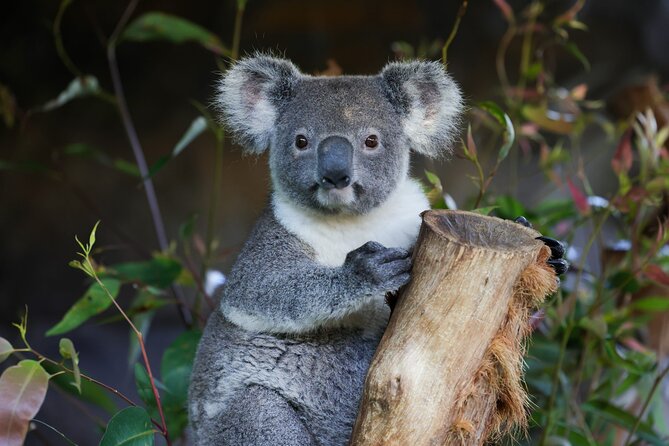 Great Ocean Road Reverse Tour with Iconic Stops & Wildlife - Five things to know before booking