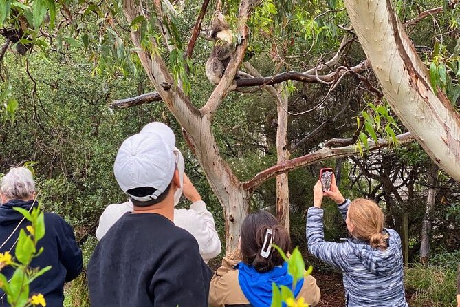 Great Ocean Road Small-Group Eco Tour from Melbourne - The Twelve Apostles and Gibson Steps