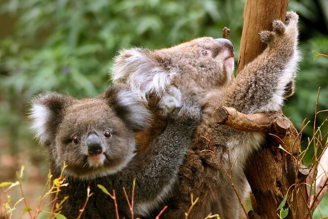 Great Ocean Road Small-Group Eco Tour from Melbourne - The ride home and what the long day feels like