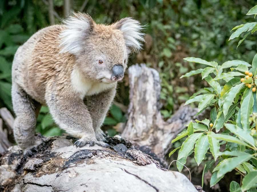 Great Ocean Road Tour PRIVATE LUXURY-FREE entry,hotel pickup - Mutton Bird Lookout and wildlife chances
