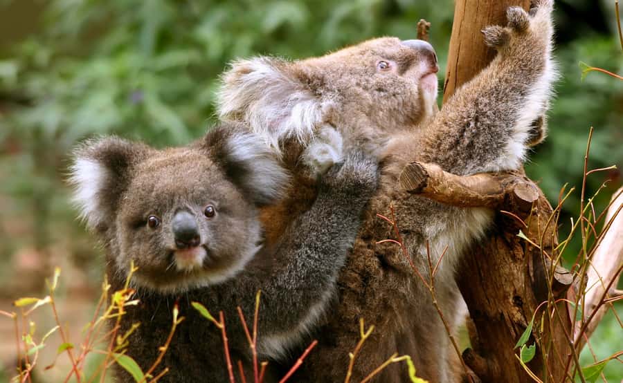 Great Ocean Road Tour w/ Deluxe Minibus & Top-Rated Guide - Minibus comfort, group size, and the long return