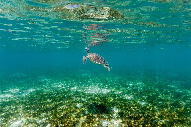 Green Island Day Trip from Cairns - Lunch, drinks, and daily costs