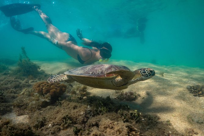 Half Day Low Isles Snorkelling Tour from Port Douglas - What the crew does well