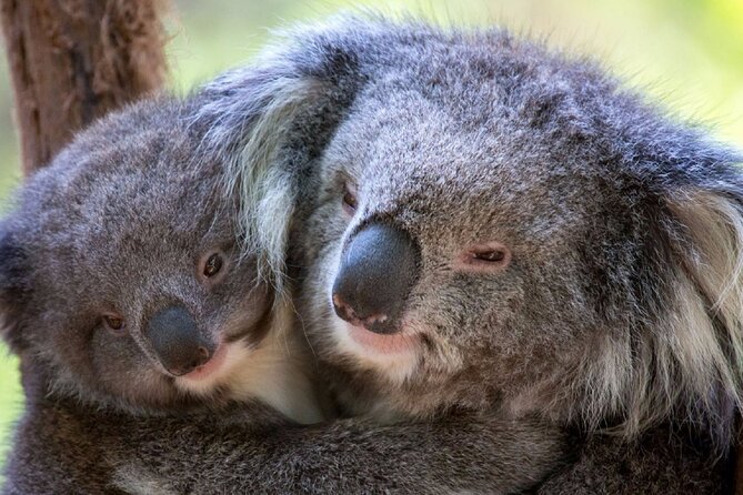 Half-Day or Full-Day Tour with Private Guide from Melbourne - Choosing four hours or eight hours
