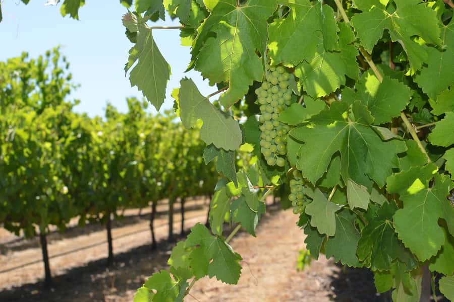 Half day Wine and Sights Discovery Tour Busselton - What the small minibus is like