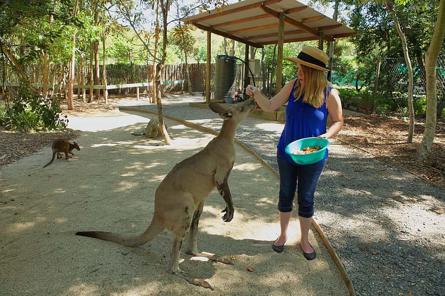 Hartley's Crocodile Adventures: Zootastic 5 + Entry Ticket - The koala meeting and souvenir photo