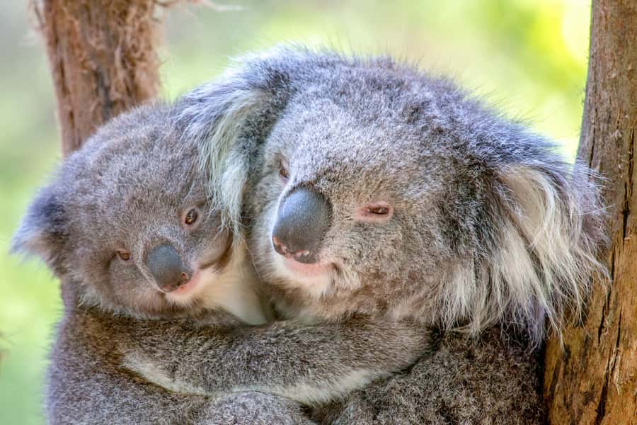 Healesville Sanctuary: General Admission Ticket - Key points to know before you go
