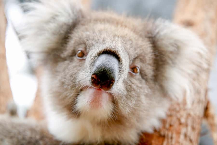 Healesville Sanctuary: General Admission Ticket - Who will enjoy this day most