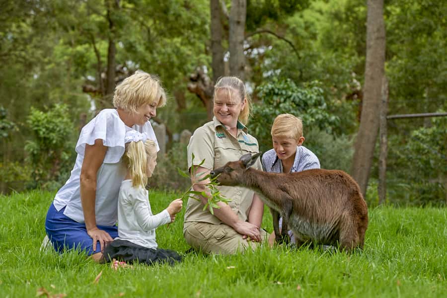 Healesville Sanctuary: General Admission Ticket - Koala Forest and the Australian animals you came to see