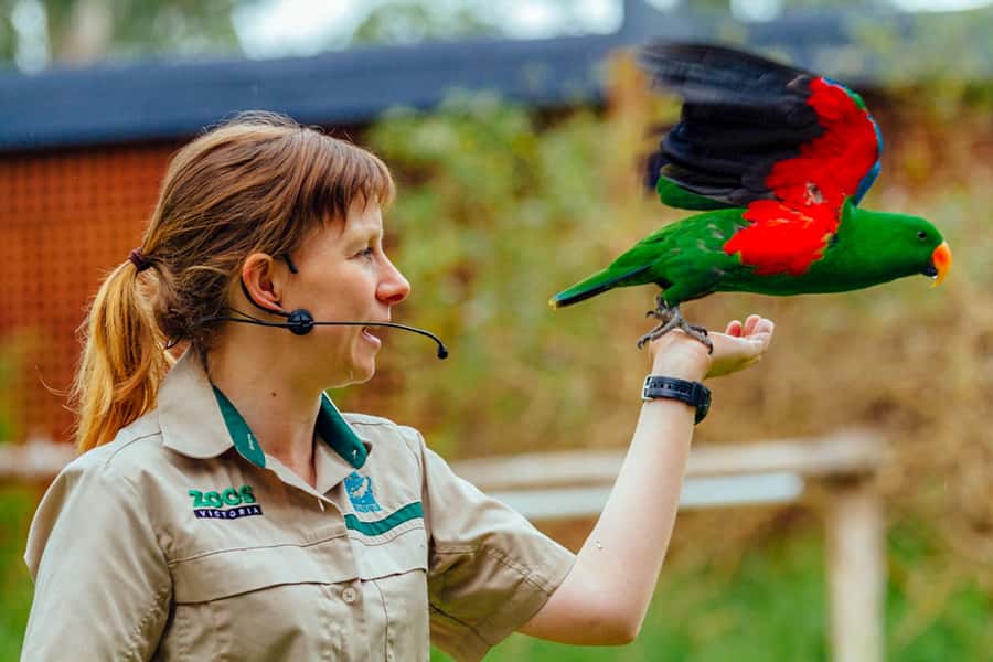 Healesville Sanctuary: General Admission Ticket - Platypus, wombats, and the quieter encounters