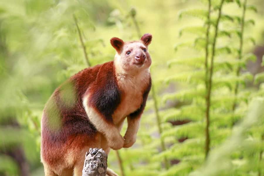 Healesville Sanctuary: General Admission Ticket - The Australian Wildlife Health Centre