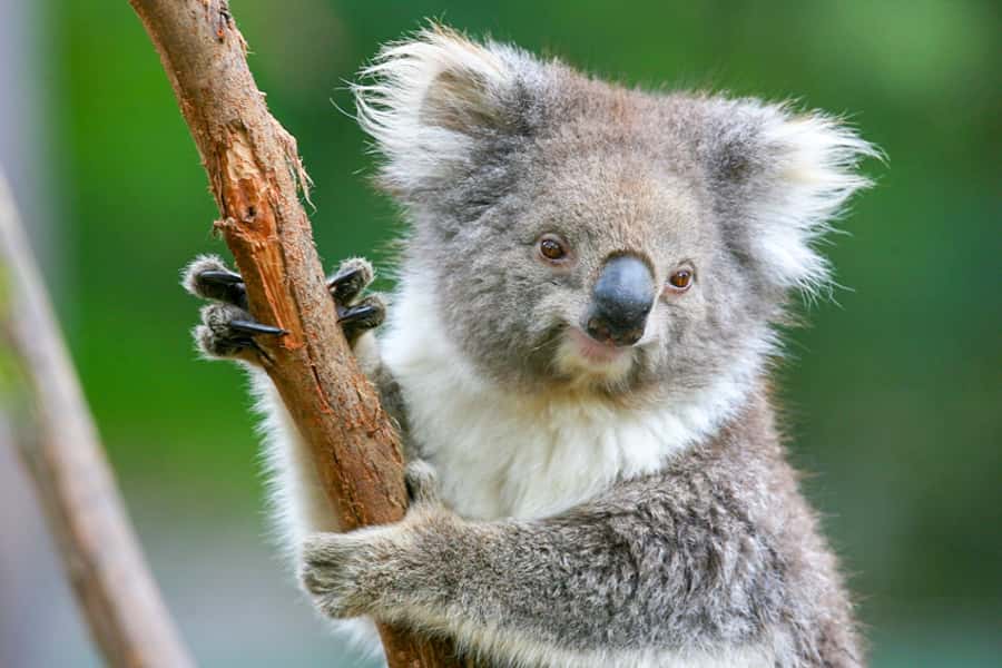 Healesville Sanctuary: General Admission Ticket - What the $37 ticket gives you