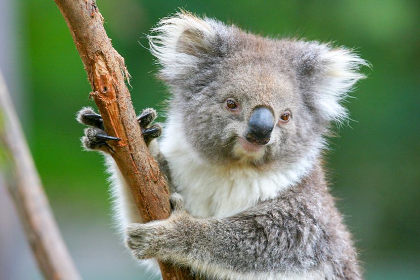 Healesville Sanctuary: General Admission Ticket - Getting there from Melbourne or the Yarra Valley