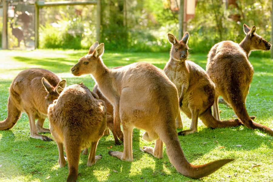 Healesville Sanctuary: General Admission Ticket - Entering the sanctuary and planning your day