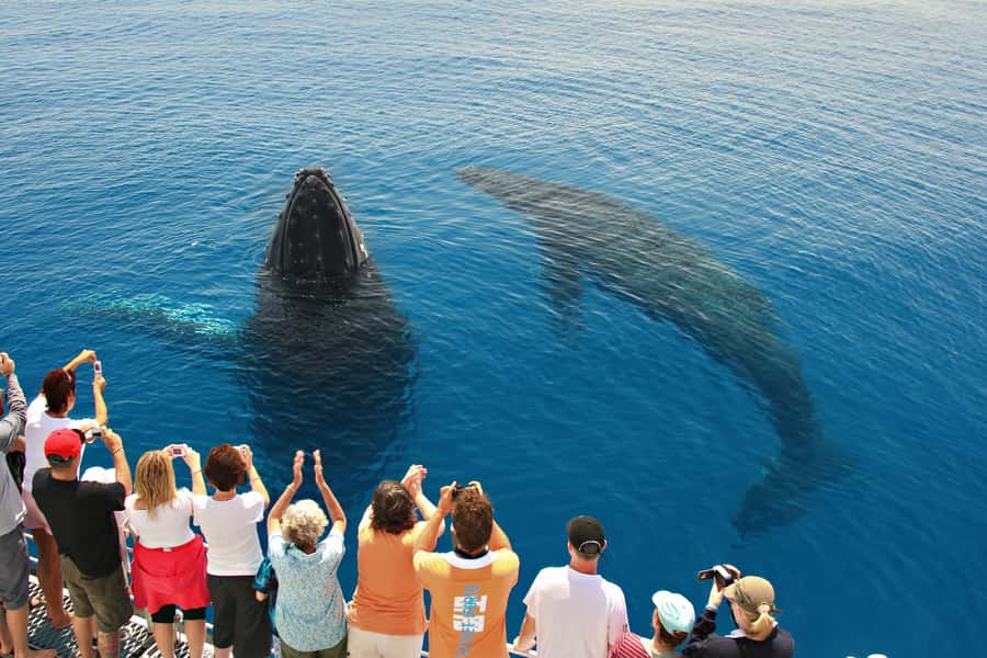 Hervey Bay 4-Hour Whale Watch Encounter - Key points to know before booking