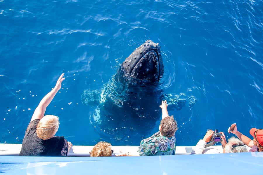 Hervey Bay 4-Hour Whale Watch Encounter - Booking, pickup, and weather details