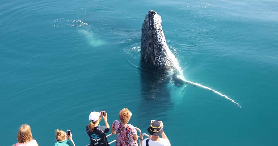Hervey Bay 4-Hour Whale Watch Encounter - Finding humpbacks along K’gari’s western side