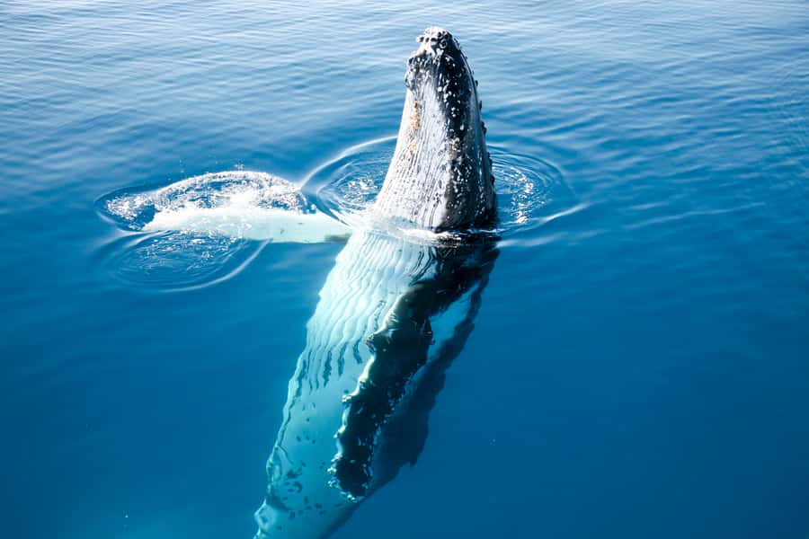 Hervey Bay 4-Hour Whale Watch Encounter - Choosing the best place on Tasman Venture