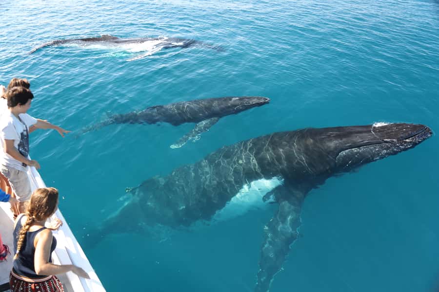 Hervey Bay 4-Hour Whale Watch Encounter - Morning tea and antipasti on a four-hour cruise