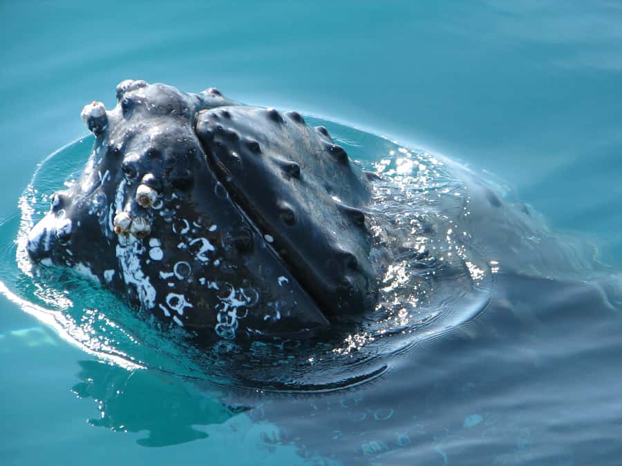 Hervey Bay 4-Hour Whale Watch Encounter - Is $109 good value for four hours?