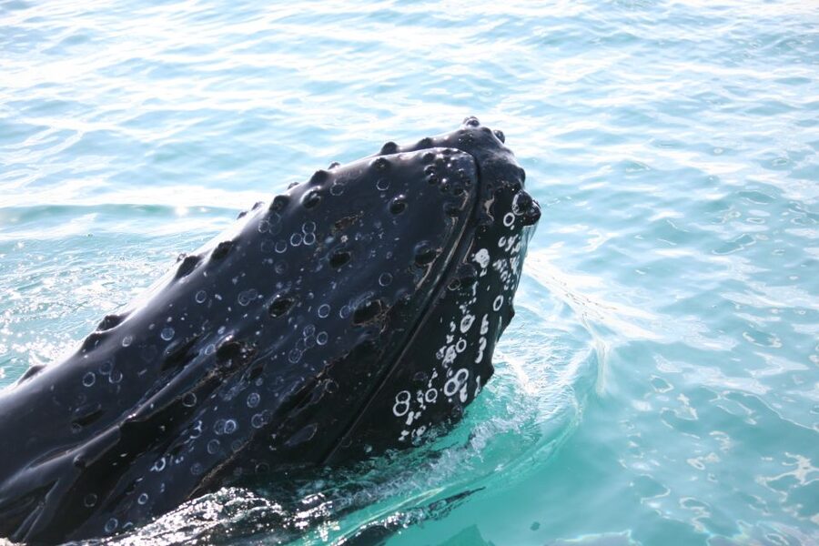Hervey Bay 4-Hour Whale Watch Encounter - Who will enjoy this whale watch most?