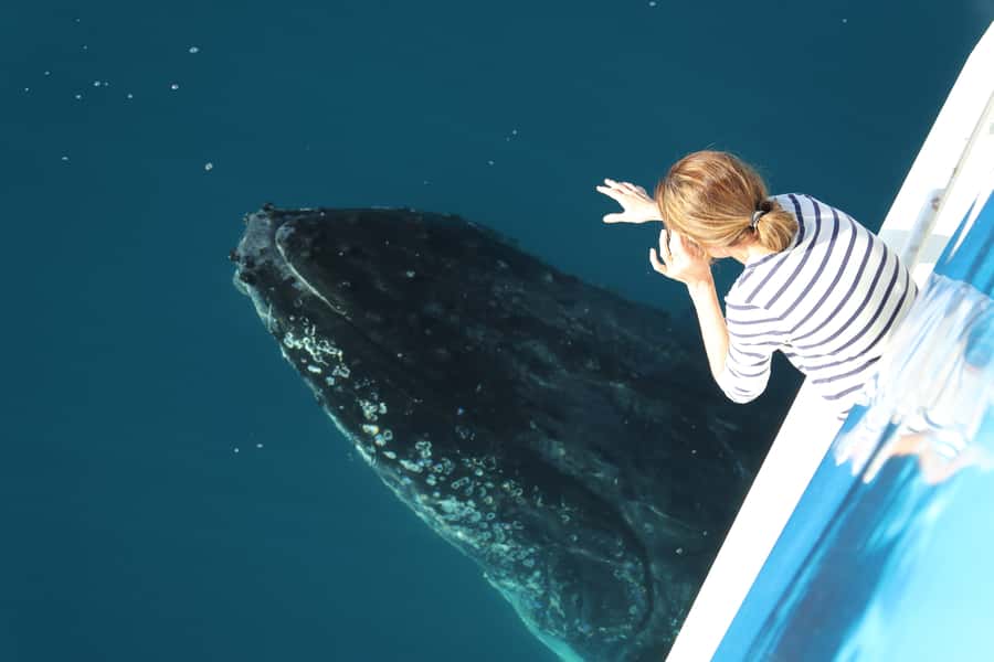 Hervey Bay 4-Hour Whale Watch Encounter - Why the Great Sandy Strait crossing matters