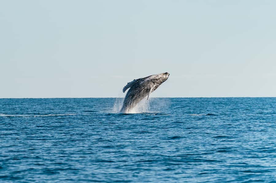 Hervey Bay: Exclusive Whale Watch Encounter - Key points before you book