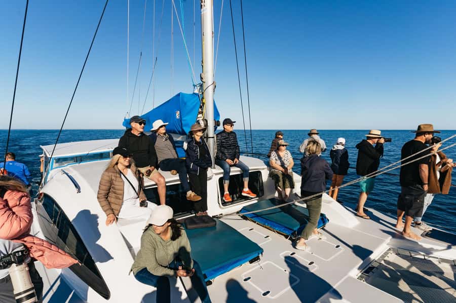 Hervey Bay: Exclusive Whale Watch Encounter - What the $138 price really buys