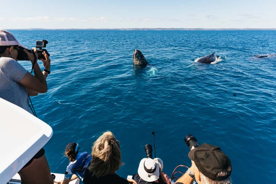Hervey Bay: Exclusive Whale Watch Encounter - Setting out from Great Sandy Straits Marina
