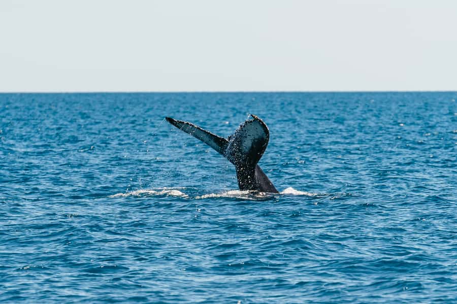 Hervey Bay: Exclusive Whale Watch Encounter - Watching humpbacks in Hervey Bay