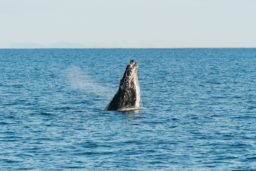 Hervey Bay: Exclusive Whale Watch Encounter - The optional in-water platform