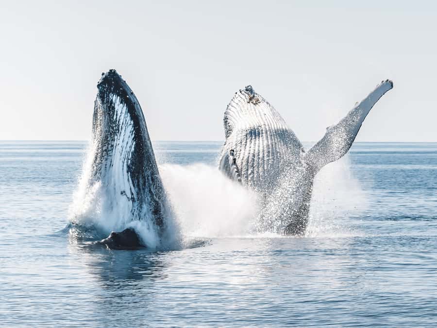 Hervey Bay: Half-Day Whale and Island Adventure by Boat - A short morning with a lot packed in