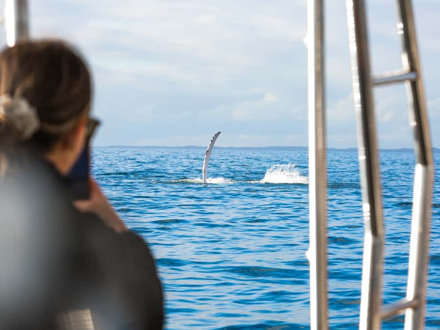 Hervey Bay: Half-Day Whale and Island Adventure by Boat - Who will enjoy Wipe Out most?