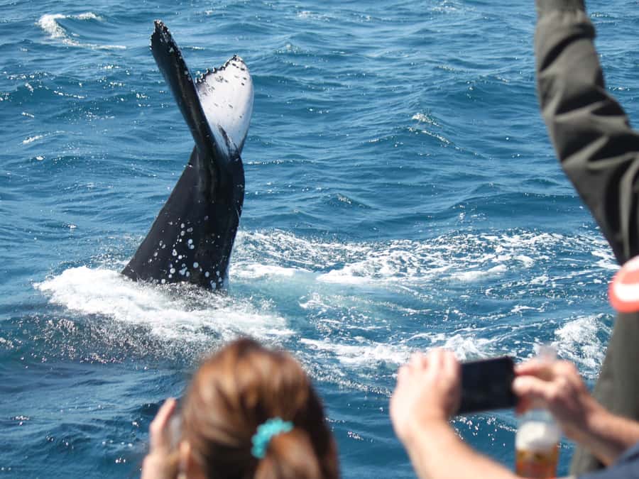 Hervey Bay: Half-Day Whale Watching Cruise - Key points to know before you sail