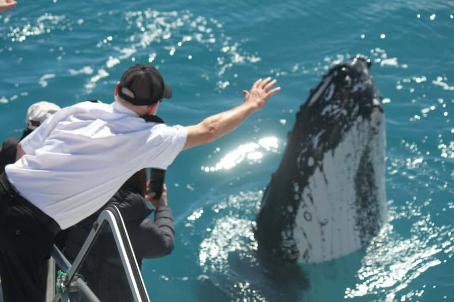 Hervey Bay: Half-Day Whale Watching Cruise - Leaving Whale Bay Marina for Platypus Bay