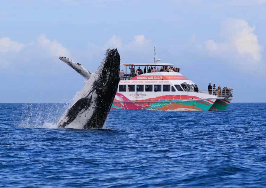 Hervey Bay: Half-Day Whale Watching Cruise - Five decks and room to find your own view