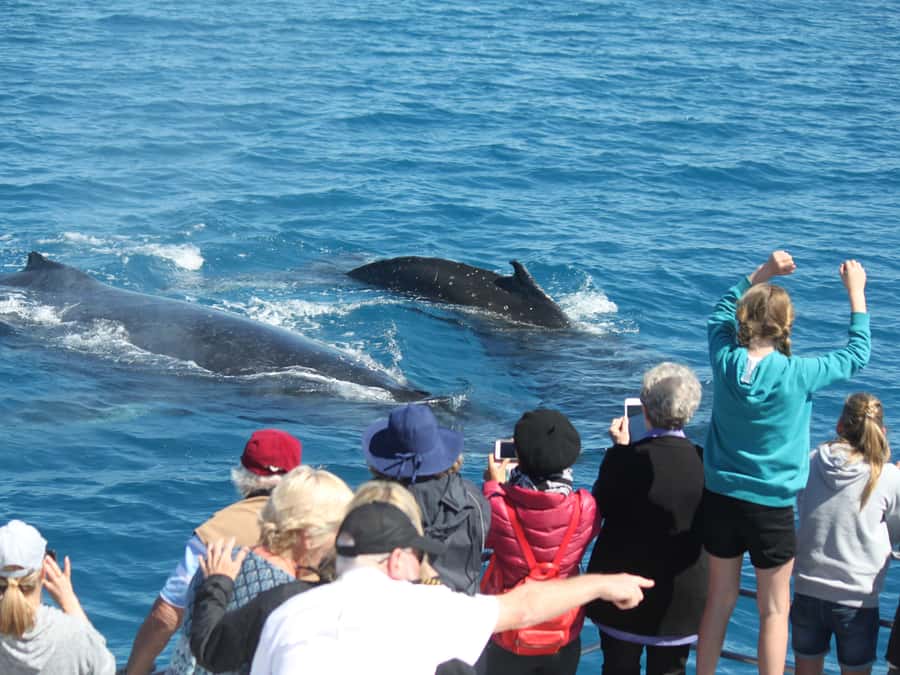 Hervey Bay: Half-Day Whale Watching Cruise - The underwater windows are the unusual feature