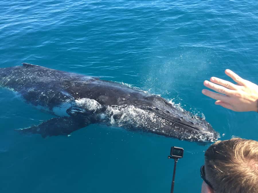 Hervey Bay: Half-Day Whale Watching Cruise - Listening to whales with the hydrophone