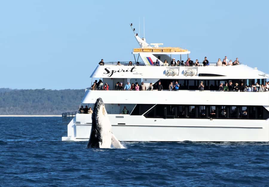 Hervey Bay: Half-Day Whale Watching Cruise - Comfort for families and hot Queensland days