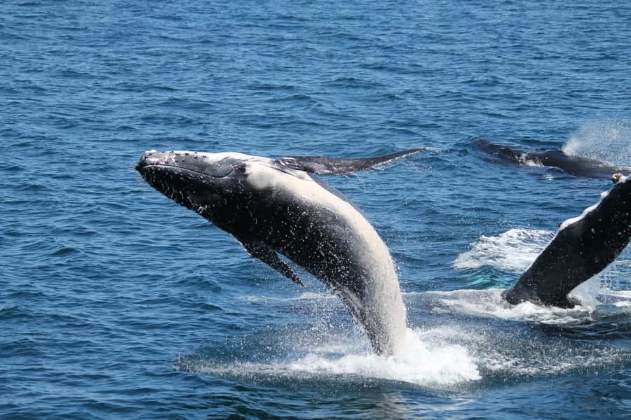 Hervey Bay: Half-Day Whale Watching Cruise - What the $109 fare really buys you