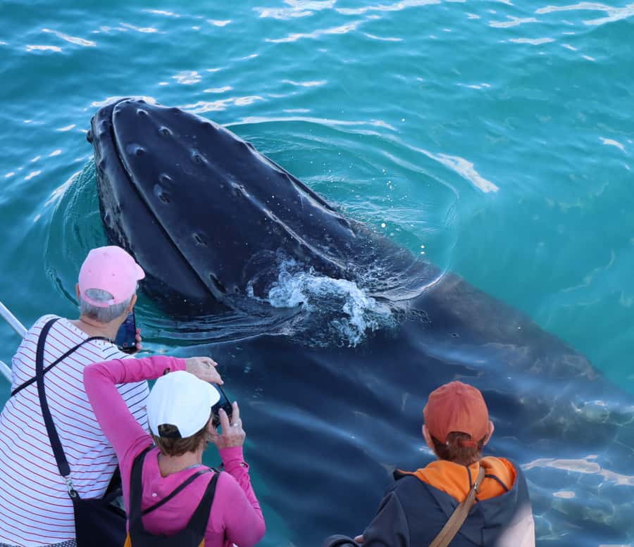 Hervey Bay: Half-Day Whale Watching Cruise - Timing, weather, and the reality of wildlife
