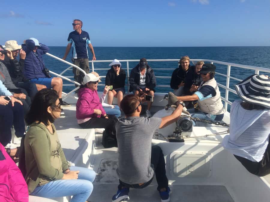 Hervey Bay: Half-Day Whale Watching Cruise with Meal - Key Things To Know Before You Go