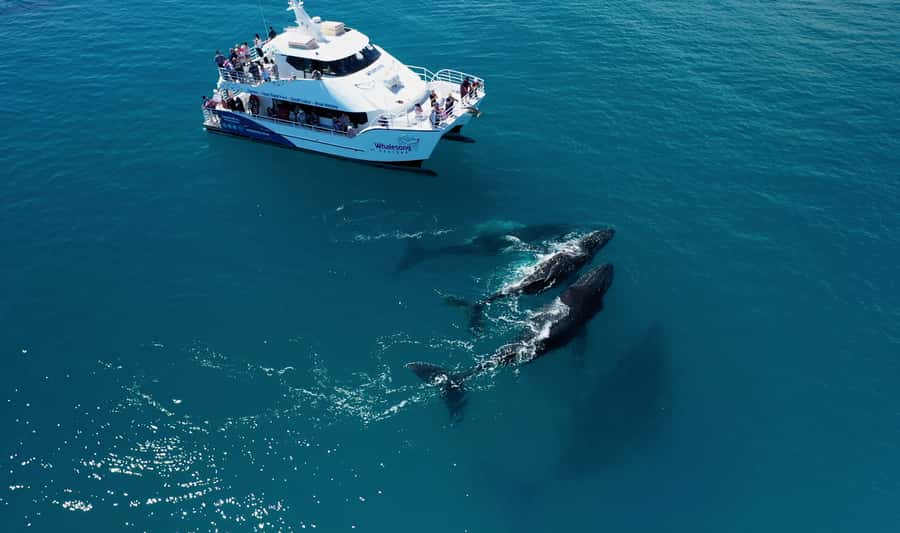 Hervey Bay: Half-Day Whale Watching Cruise with Meal - The Four-Hour Search for Humpbacks