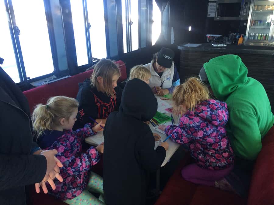Hervey Bay: Half-Day Whale Watching Cruise with Meal - Tea, Lunch, Dinner, and the Value of the Fare