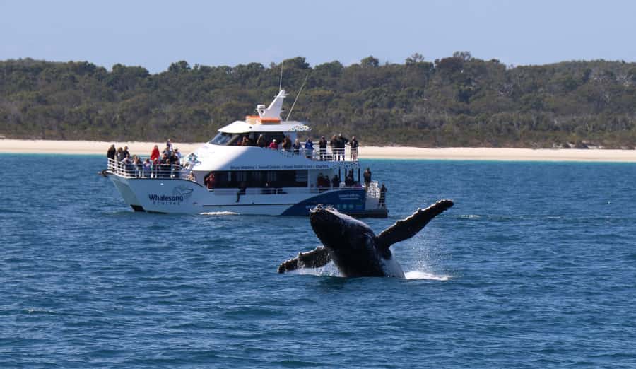 Hervey Bay: Half-Day Whale Watching Cruise with Meal - Comfort, Accessibility, and Conditions on Board